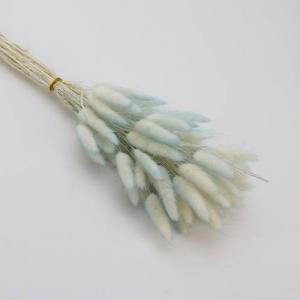 Dried Bunny Tails Blue