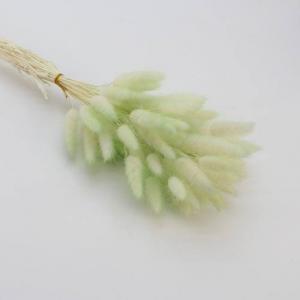 Dried Bunny Tails Green