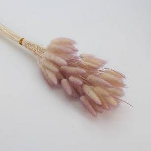 Dried Bunny Tails Pink-Purple