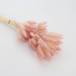 Dried Bunny Tails pale-pink
