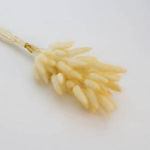 Dried Bunny Tails yellow