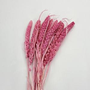 Dried Flower Setaria Pink