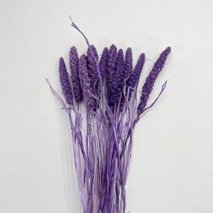 Dried Flower Setaria Purple