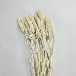 Dried Flower Setaria White