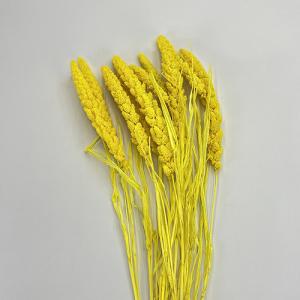 Dried Flower Setaria Yellow
