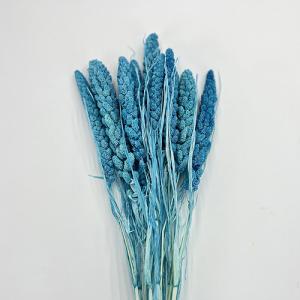 Dried Flower Setaria blue