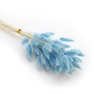 Dried Laragus -blue color