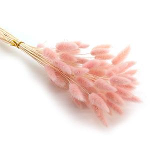 Dried Laragus -pink color