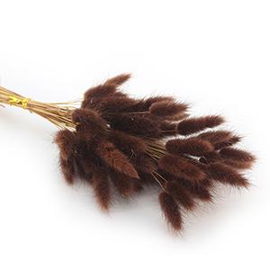 Dried Laragus -brown color