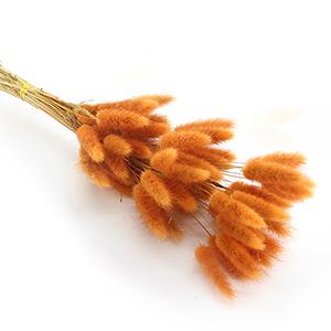 Dried Laragus -orange color