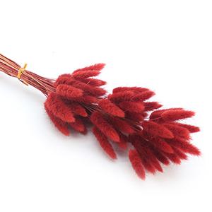 Dried Laragus -red pink color