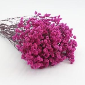 preserved caspea hot pink