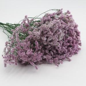 preserved caspea purple