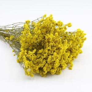 preserved caspea yellow