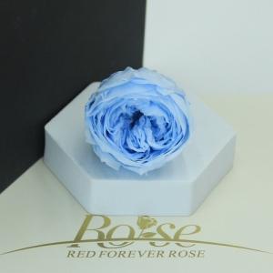 austin rose blue