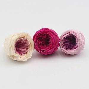 austin roses wholesale