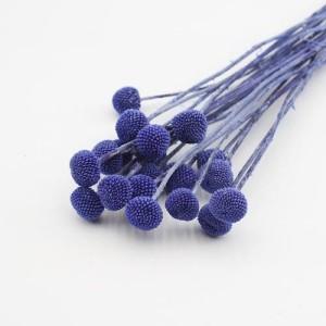 billy buttons royal blue