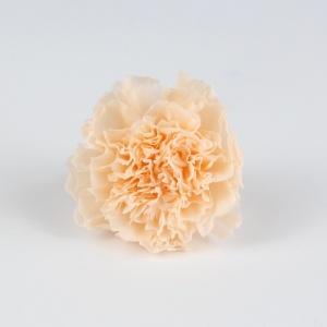 carnation stabilized peach