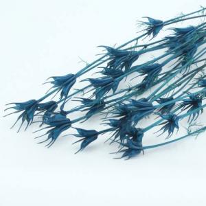 Dried Nigella Orientalis -blue