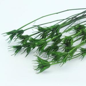 Dried Nigella Orientalis -green