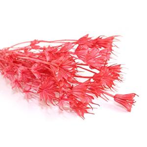 Dried Nigella Orientalis -pink color