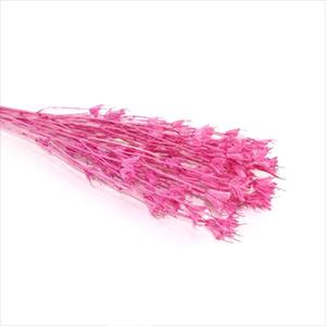 Dried Nigella Orientalis -pink color