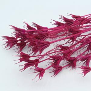 Dried Nigella Orientalis -pink