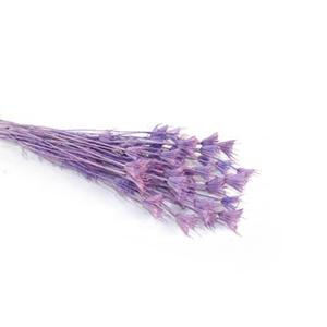 Dried Nigella Orientalis -purple color