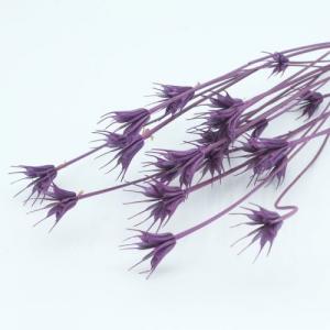Dried Nigella Orientalis -purple