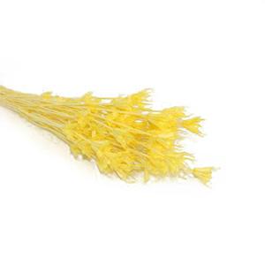 Dried Nigella Orientalis -yellow color