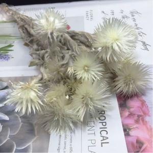 dried cape snow flower