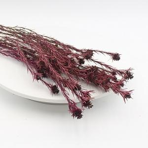 dried leucadendron pink