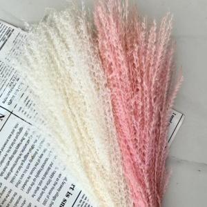 dried mischanthus white