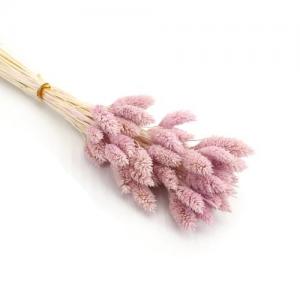 dry phalaris dusty pink
