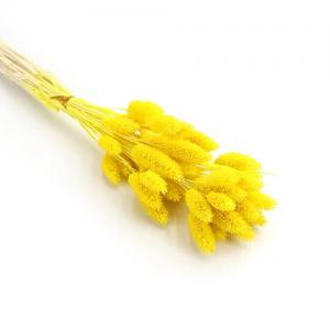 dry phalaris yellow