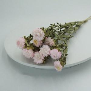 helichrysum pale pink