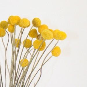 natural dried billy buttons