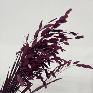 northern sea oats pink