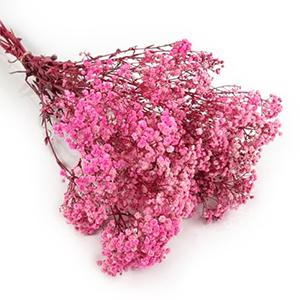 preserved Gypsophila-dark pink color