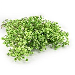 preserved Gypsophila-green color 