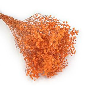 preserved Gypsophila-orange color