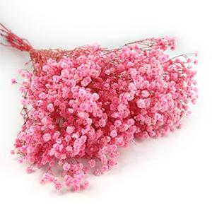 preserved Gypsophila-pink color