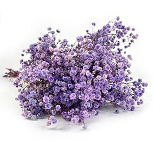 preserved Gypsophila-purple color