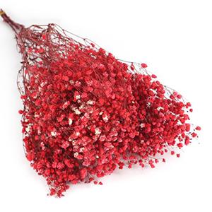 preserved Gypsophila-red color 