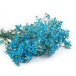 preserved Gypsophila-tiffany color