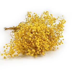 preserved Gypsophila-yellow color 