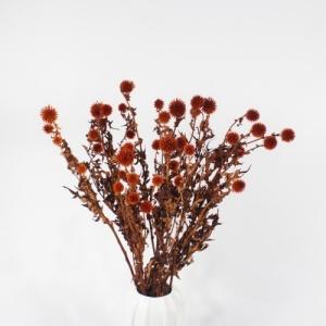 preserved globe thistle orange