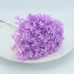 preserved hydrangea purple