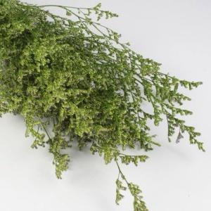 preserved limonium green