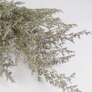 preserved limonium natural